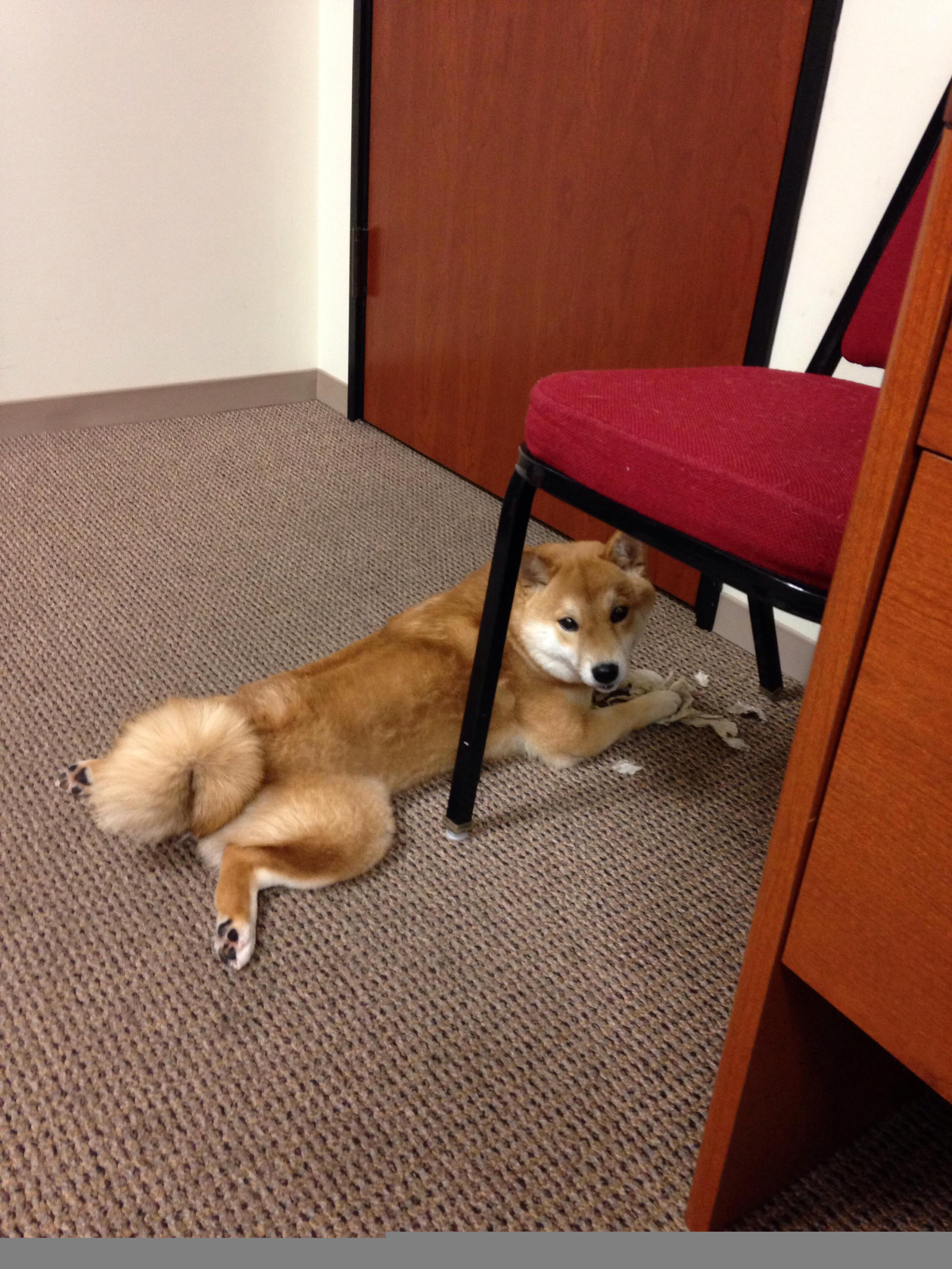 佛罗伦萨粉碎秘鲁，德里赫特完美发挥铸就防线传奇